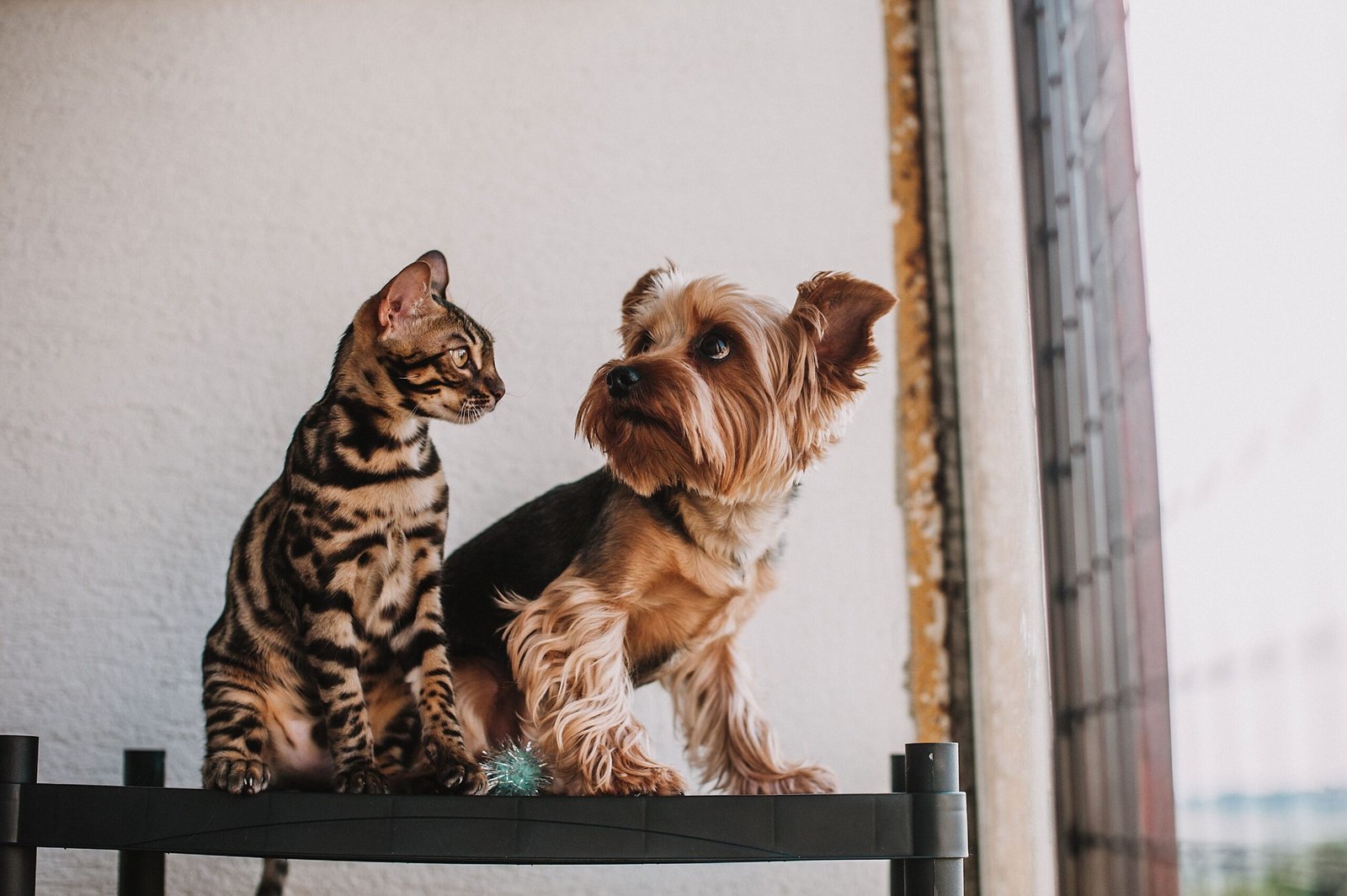 Gato y perro juntos, clientes de TiendaPet